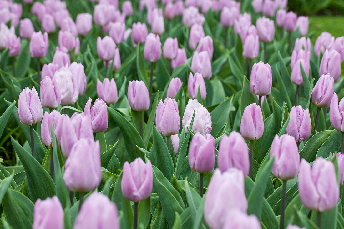 Tulipa 'Candy Prince'