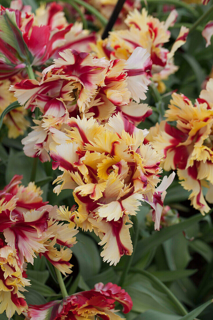 Tulipa Double Flaming Parrot