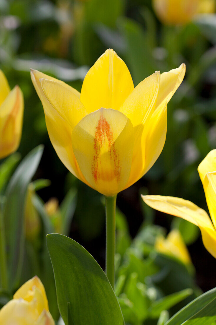 Tulipa 'Estella Rijnveld'