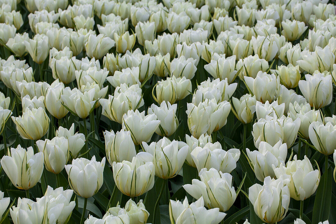 Tulipa fosteriana Exotic Emperor