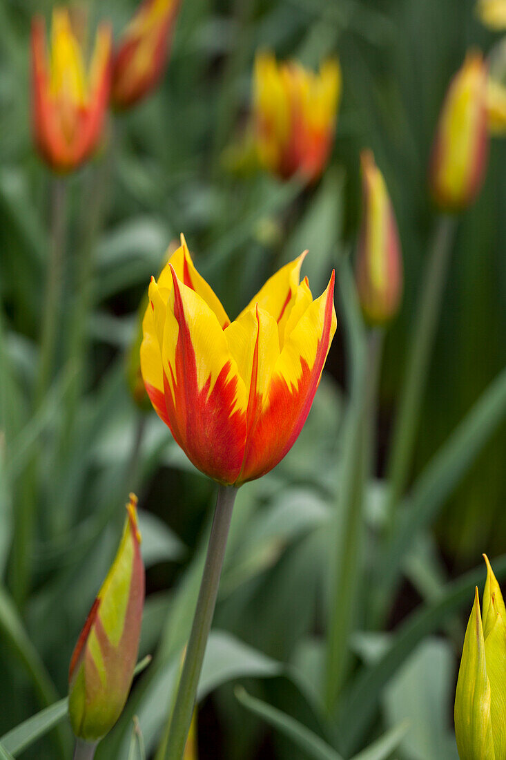 Tulipa Fire Wings