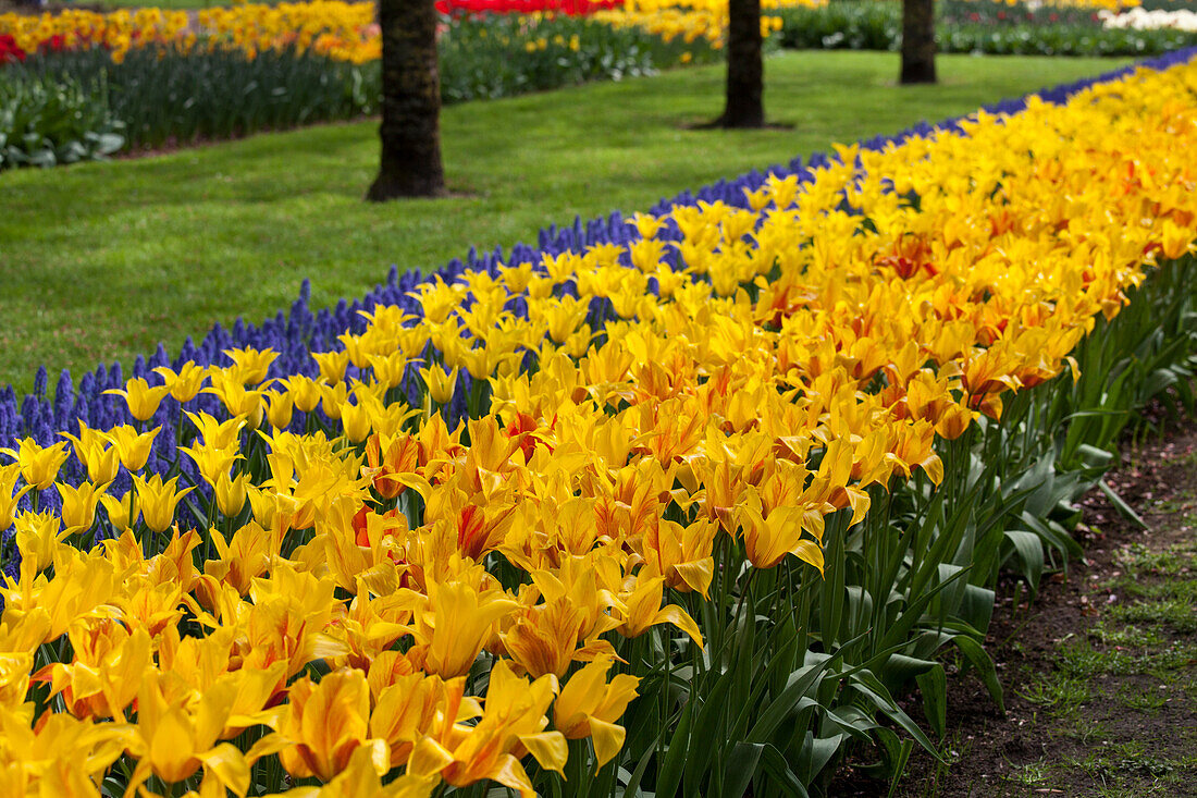 Tulipa lilienblütig