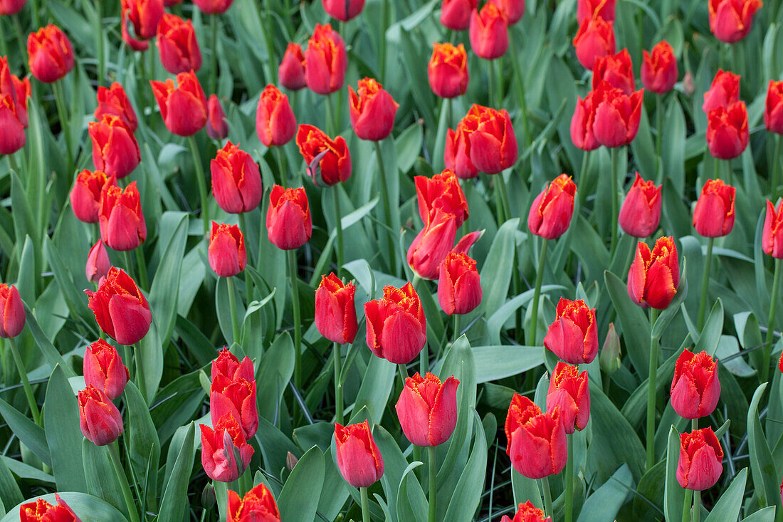 Tulipa 'I To Holland