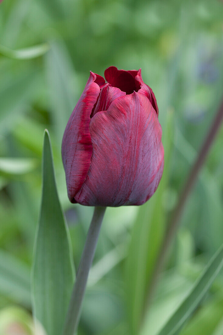 Tulipa 'Ronaldo'