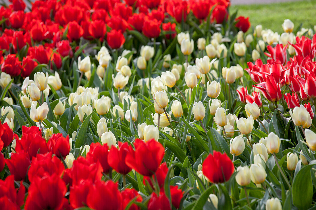 Tulipa 'Francoise', Tulipa 'Largo'