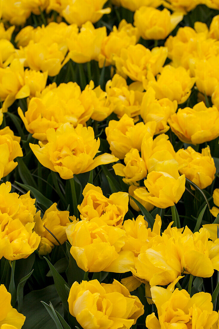 Tulipa 'Monte Carlo