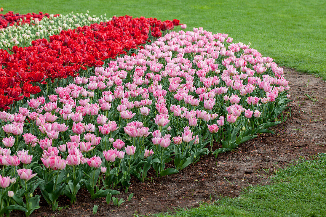 Tulipa 'Peach Blossom'