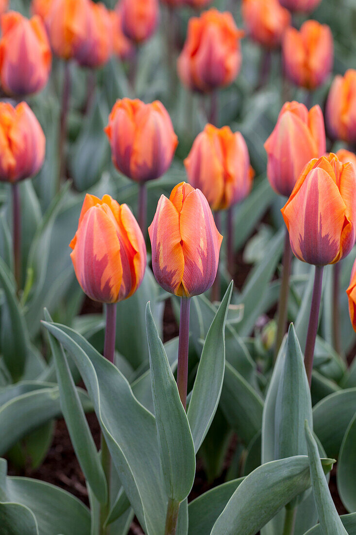 Tulipa 'Prinses Irene'