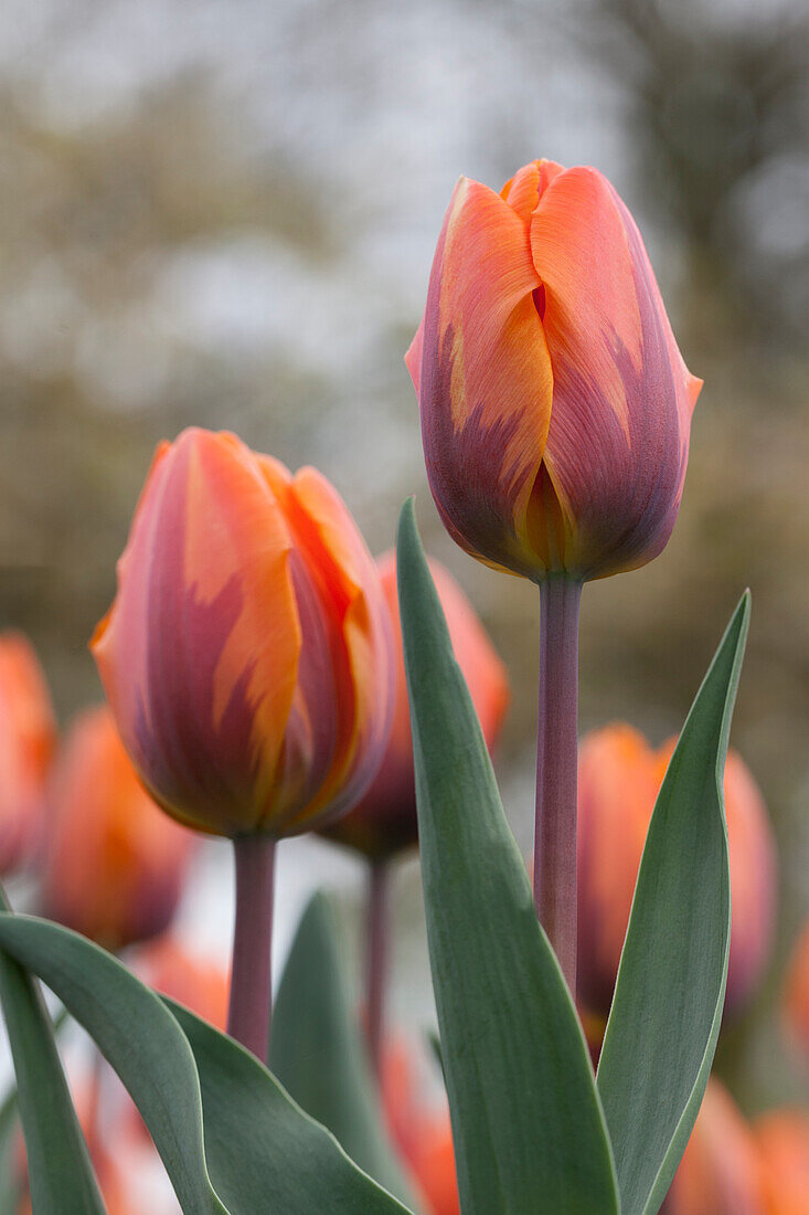 Tulipa 'Princess Irene