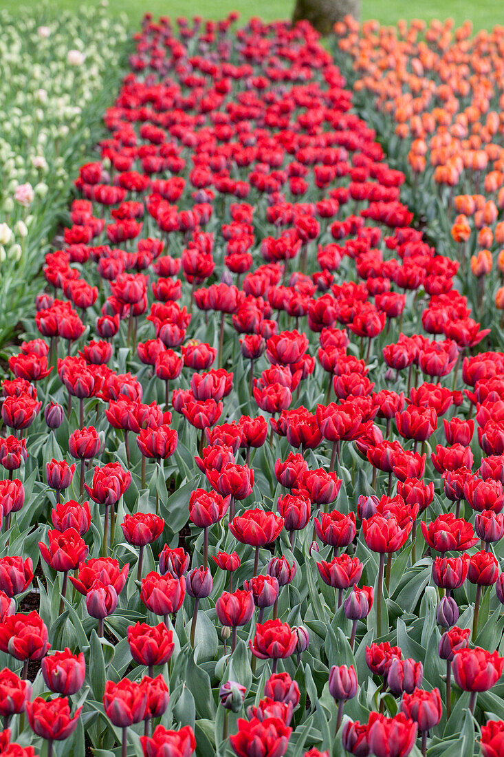 Tulipa 'Red Princess'