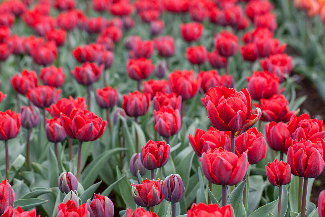 Tulipa 'Red Princess'