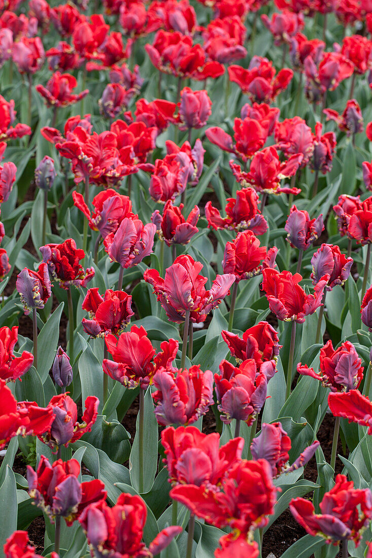 Tulipa 'Rococo'