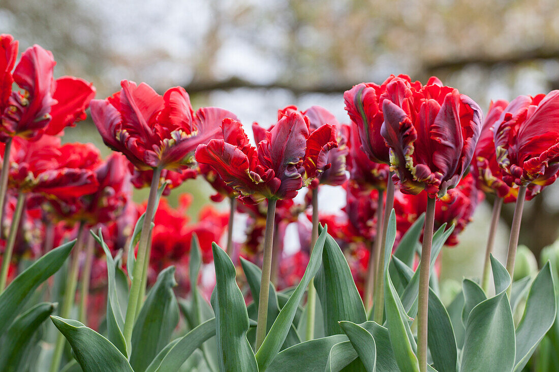 Tulipa 'Rococo'