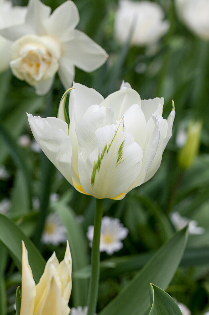 Tulipa viridiflora 'Spring Green'