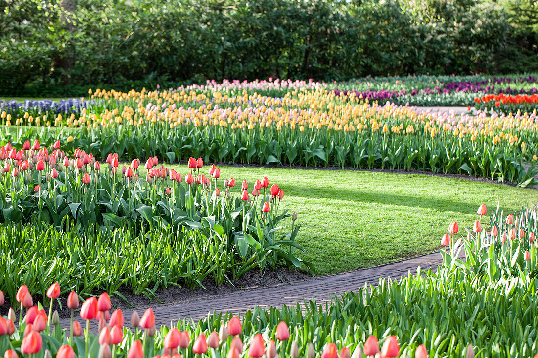 Tulips path