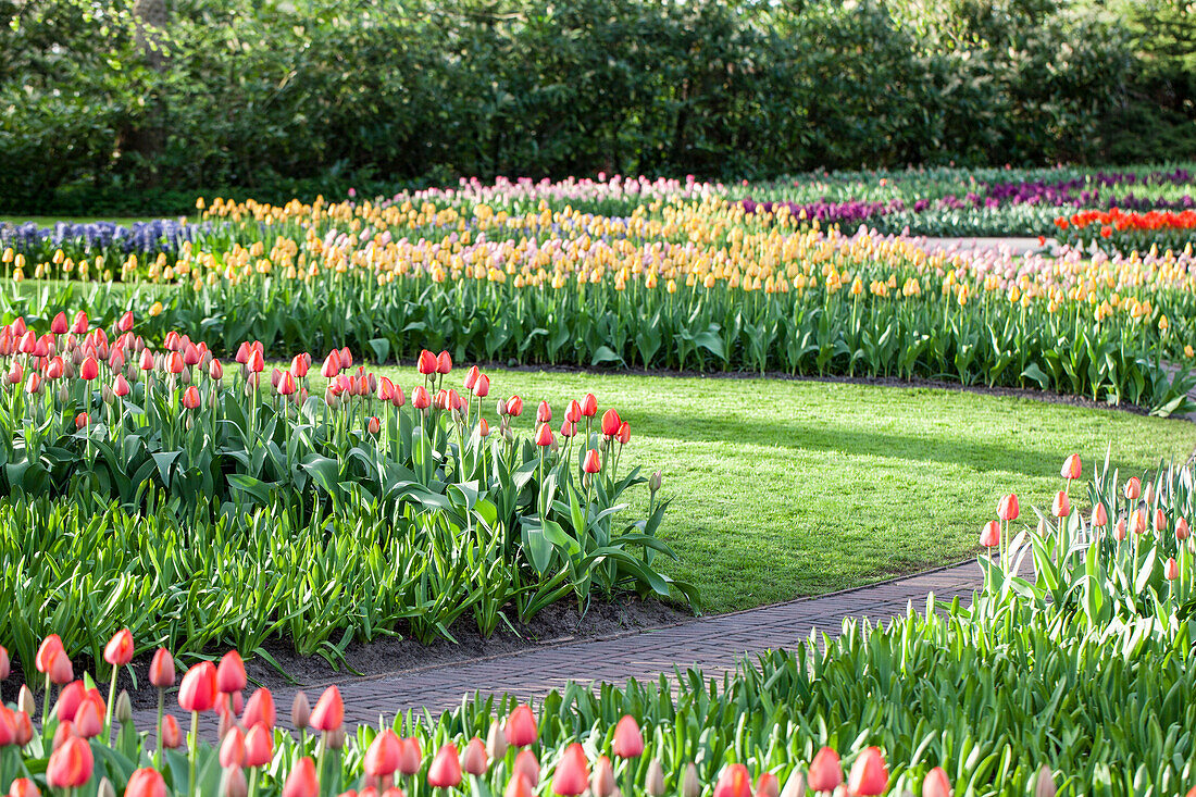 Tulpen Weg