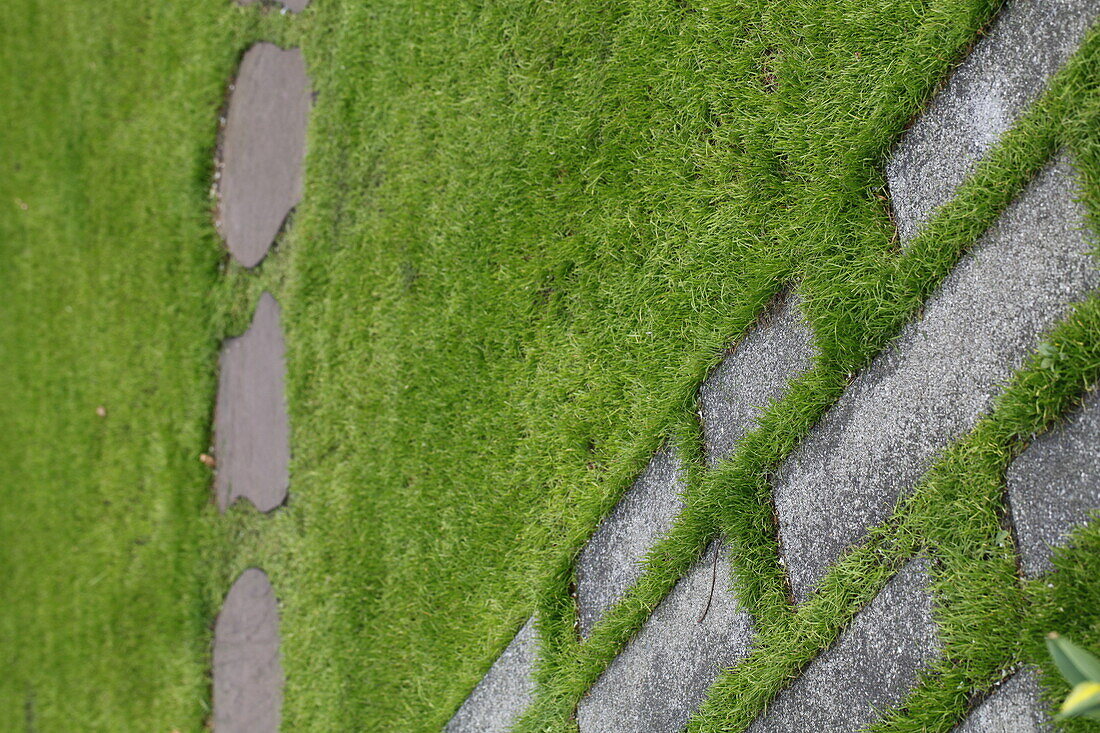 Path & Meadow