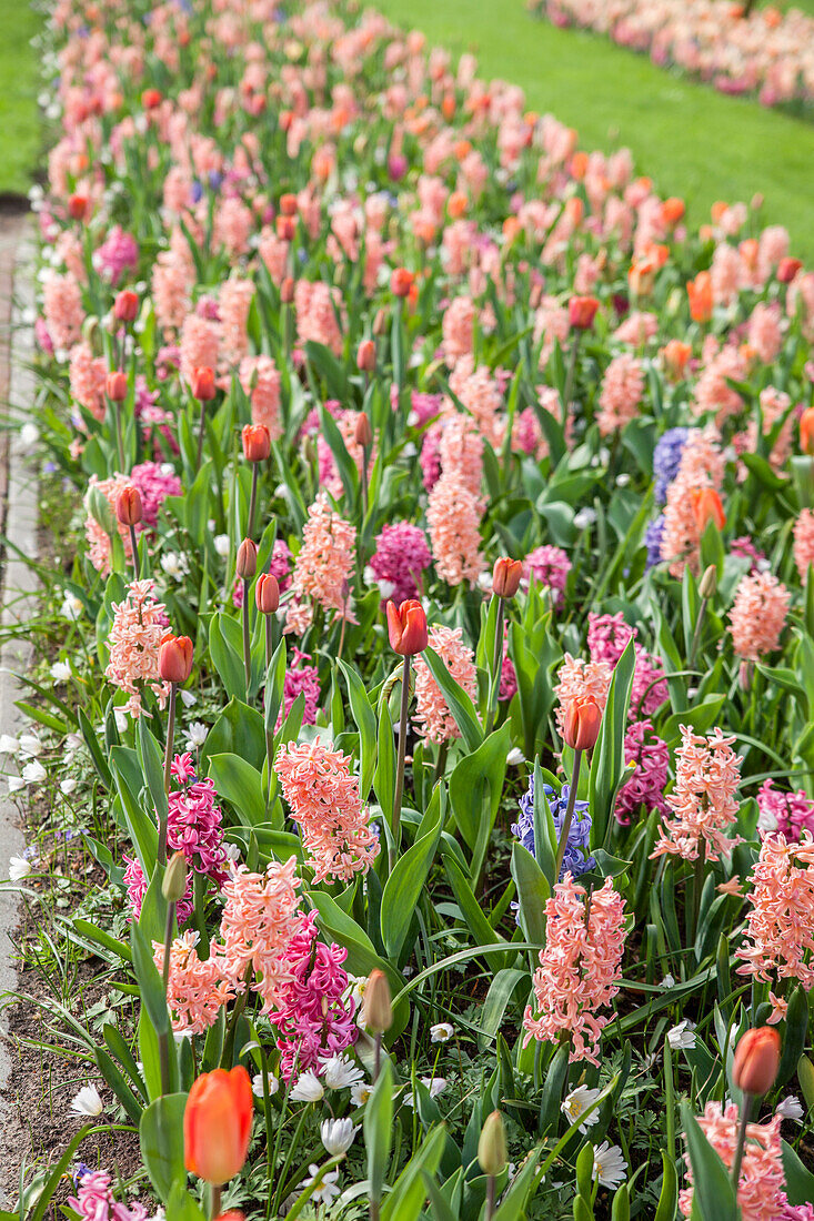 Bulb flower bed