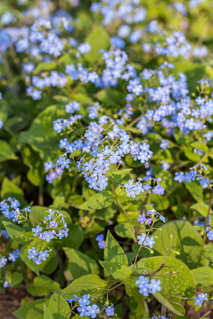 Brunnera macrophylla