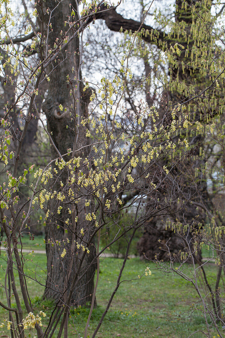 Corylopsis sp