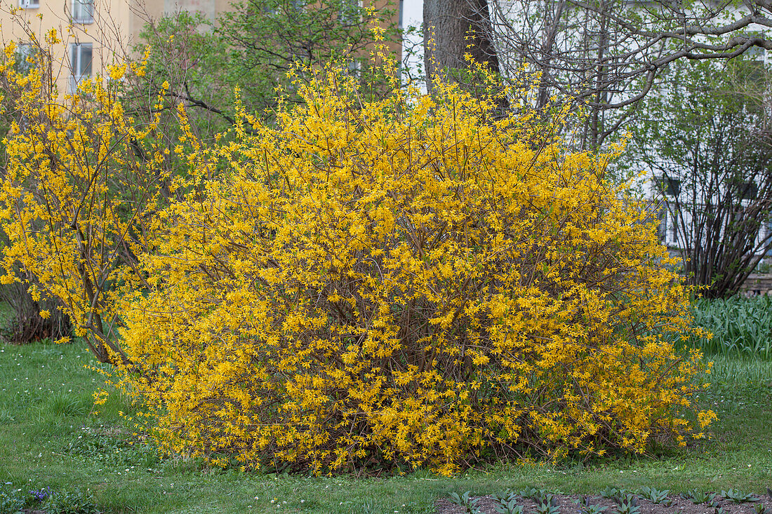 Forsythia x intermedia 'Spectabilis'