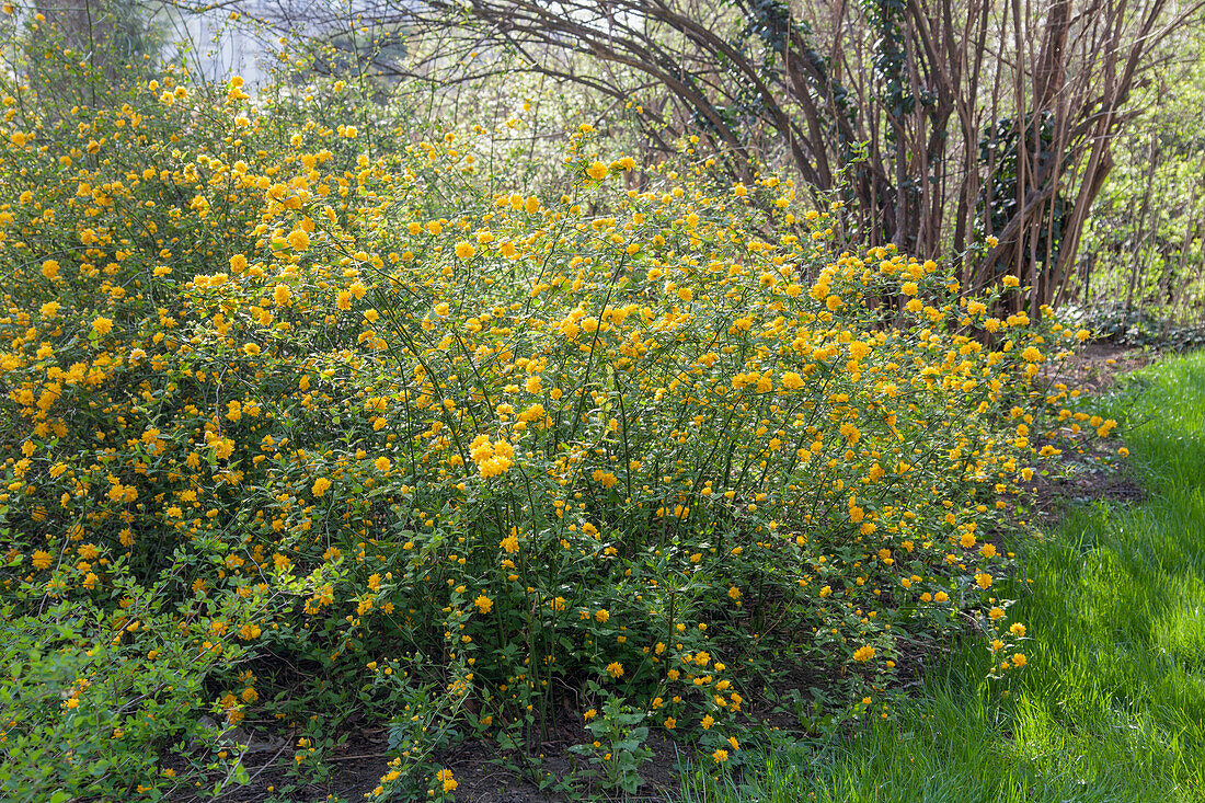 Kerria japonica 'Pleniflora'