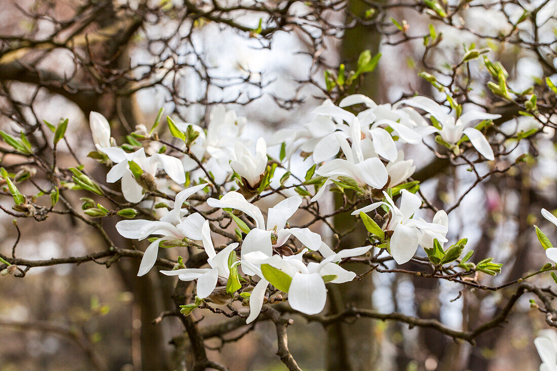 Magnolia cobus