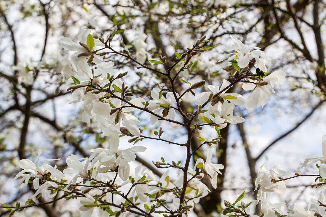 Magnolia cobus