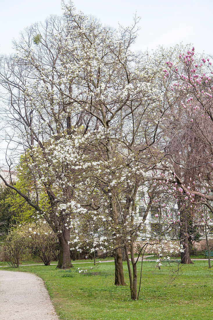 Magnolia cobus