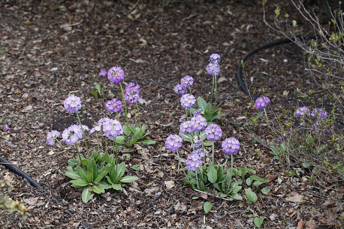 Primula denticulata