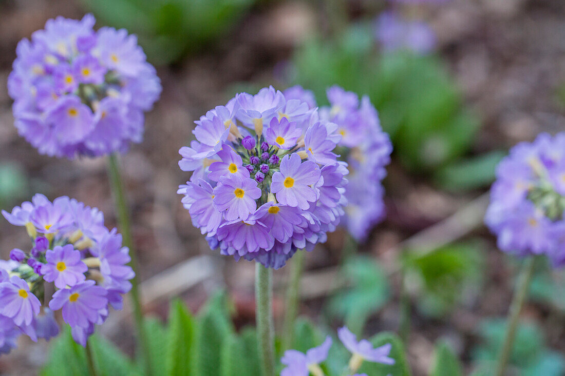 Primula denticulata