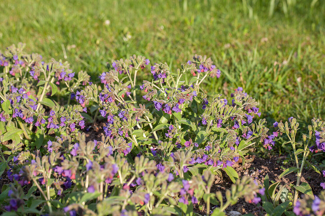 Pulmonaria mollis