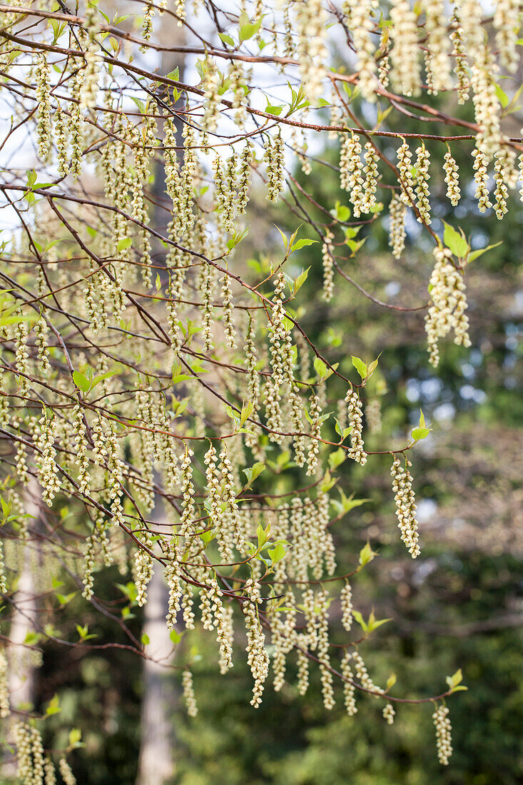 Stachyurus praecox