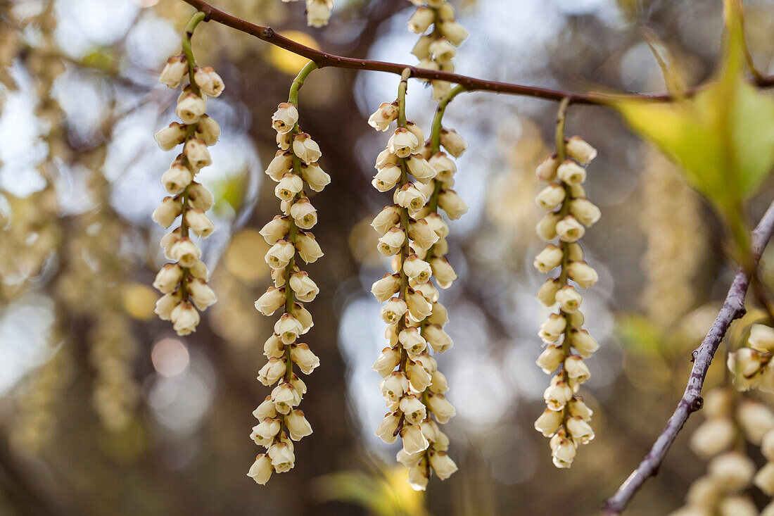 Stachyurus praecox