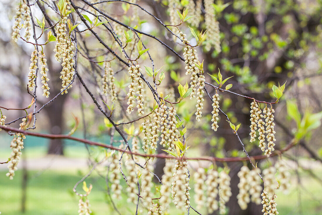 Stachyurus praecox