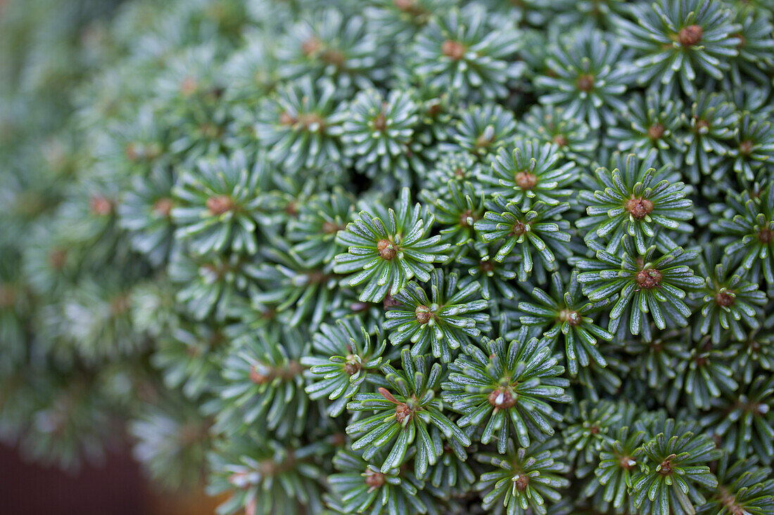 Abies koreana 'Blauer Eskimo' (Blue Eskimo)