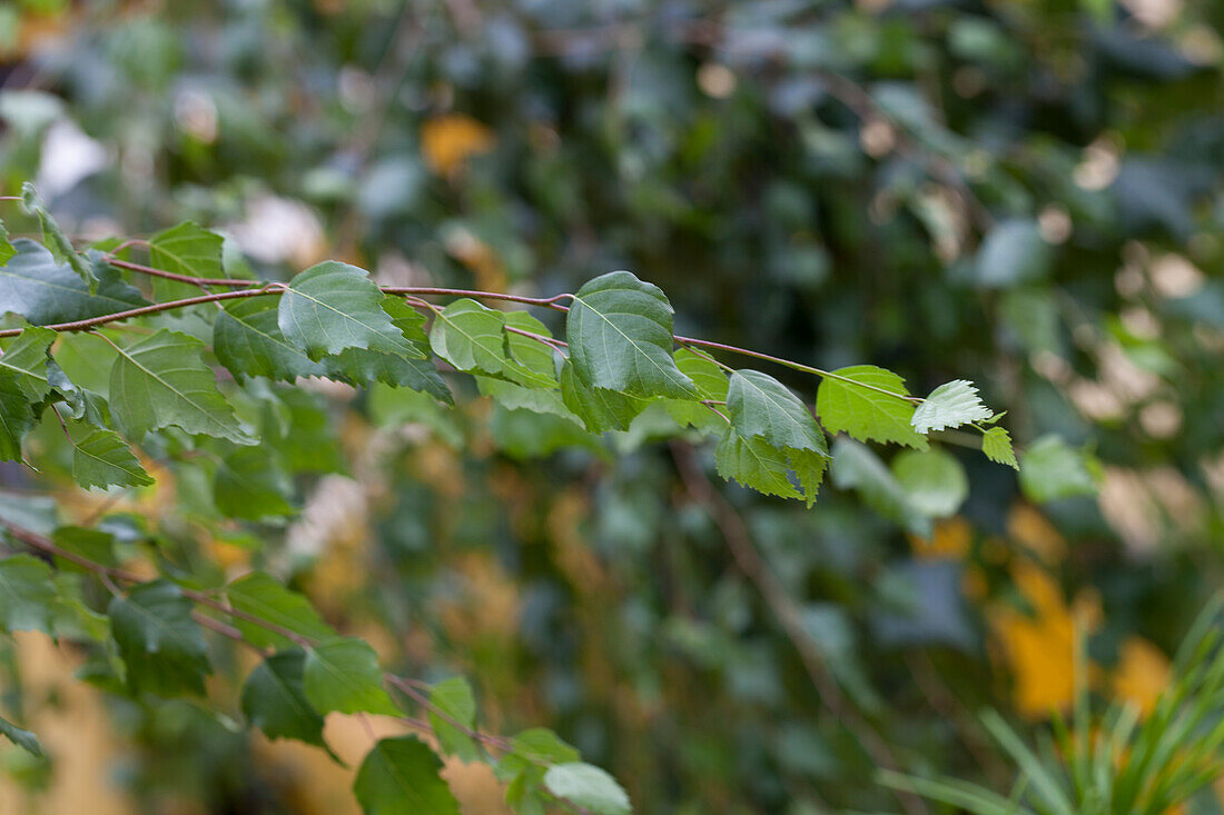 Betula pendula 'Youngii'