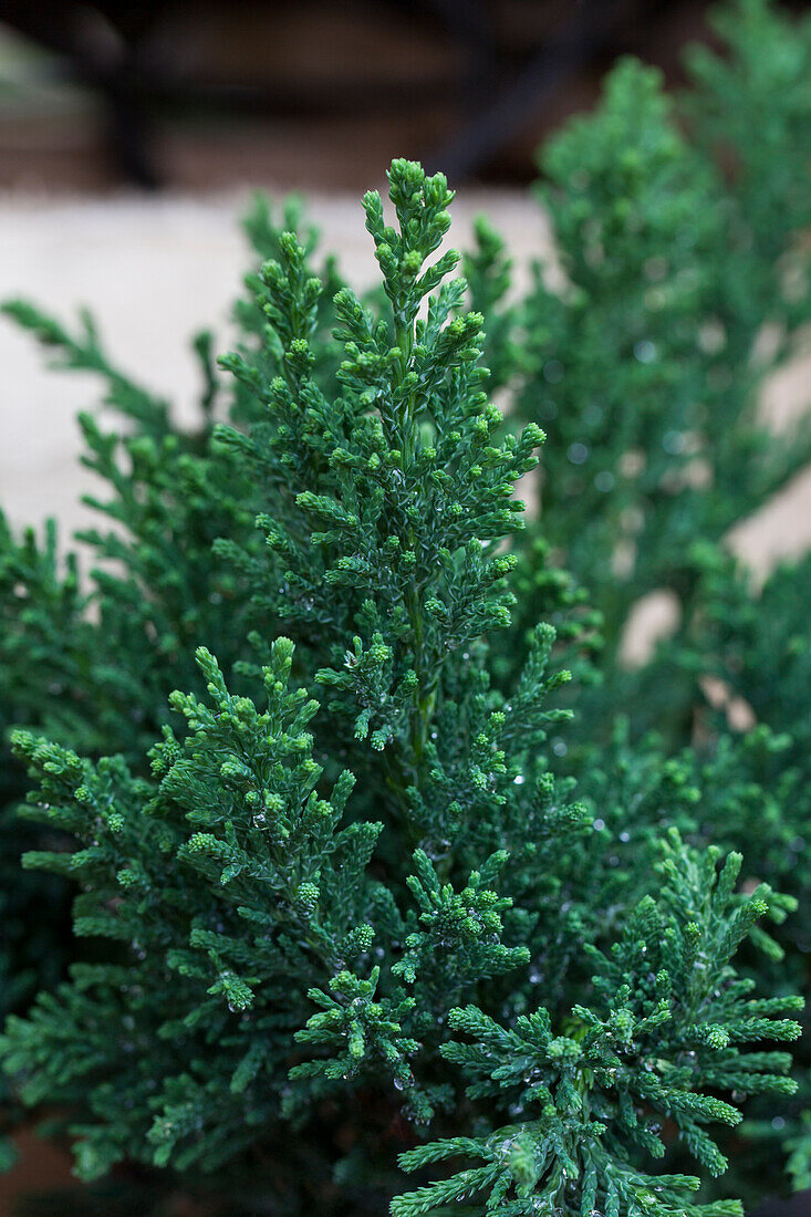 Chamaecyparis obtusa 'Drath'