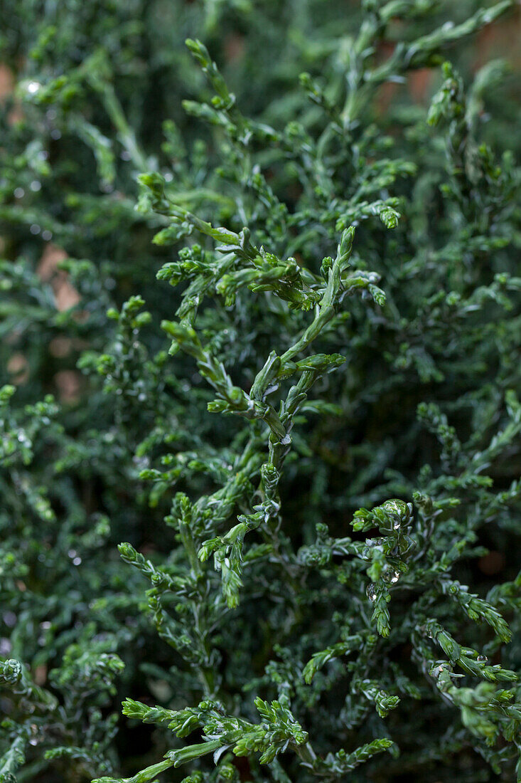 Chamaecyparis obtusa 'Lycopodioides'