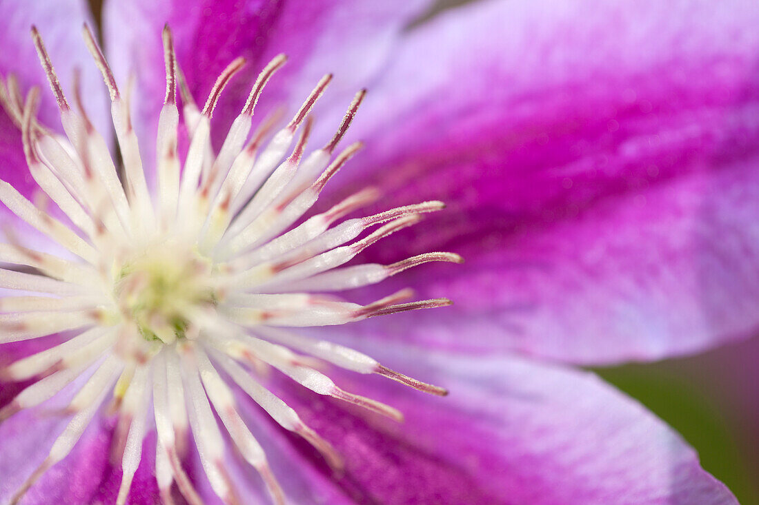 Clematis 'Dr. Ruppel'