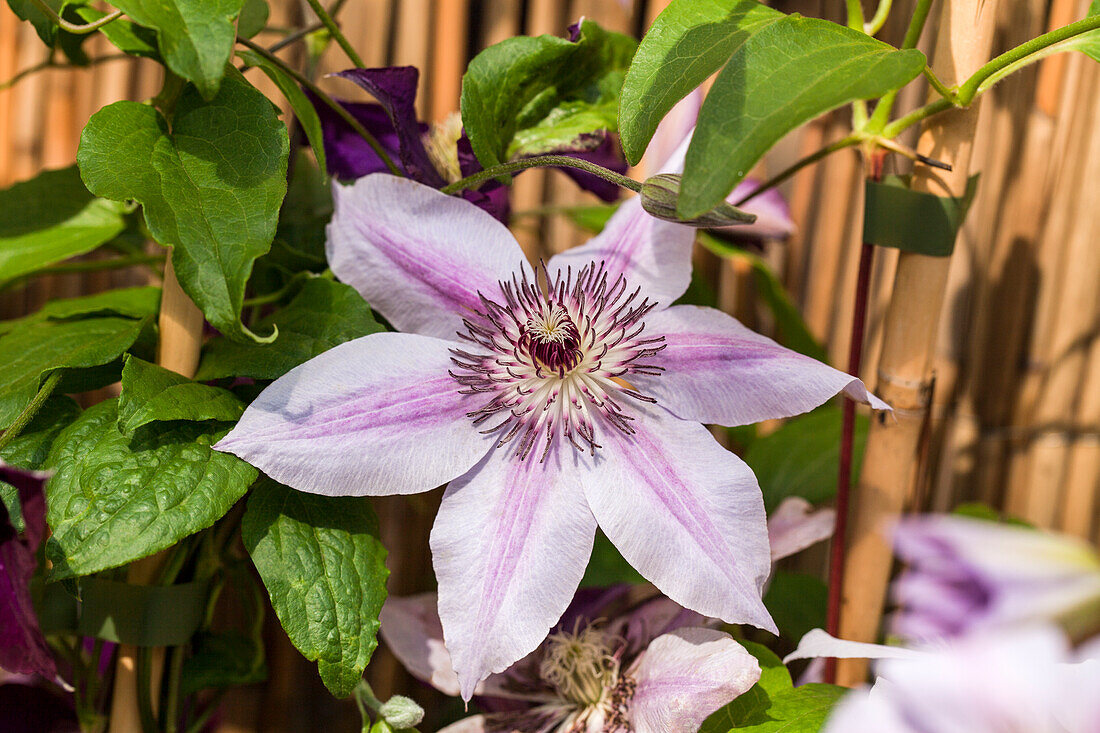 Clematis 'Nelly Moser'