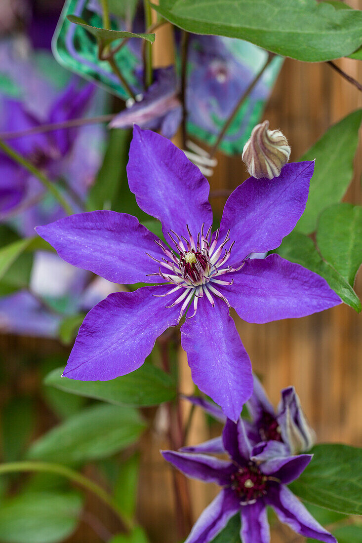 Clematis 'The President'®