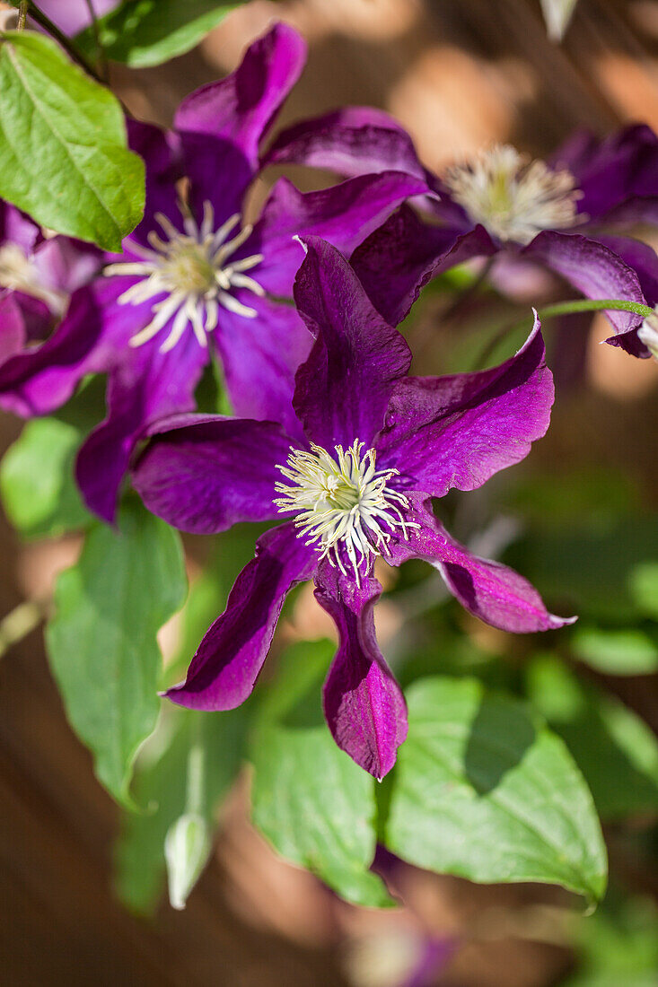 Clematis 'Warszawska Nike