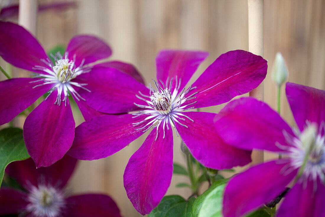 Clematis 'Westerplatte