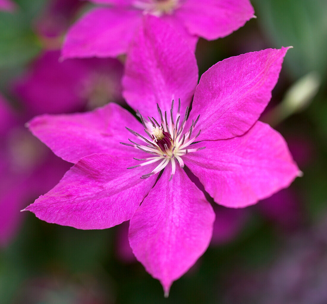 Clematis viticella 'Kommerei'