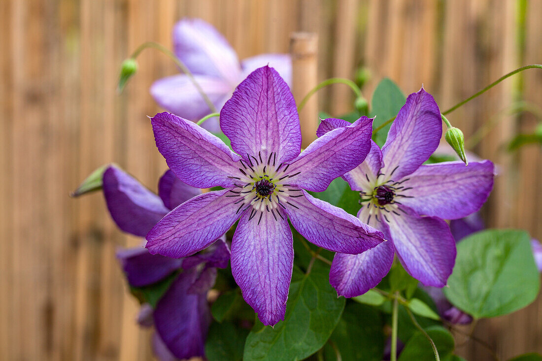 Clematis viticella 'Venosa Violacea'