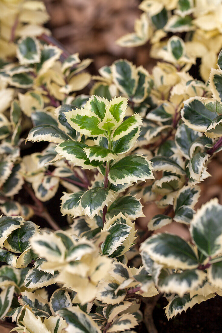 Ilex meserveae 'Casanova'(s)