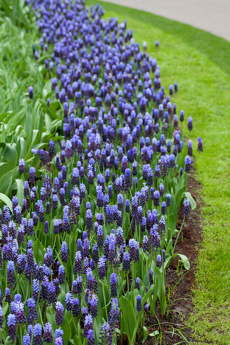 Muscari zweifarbig