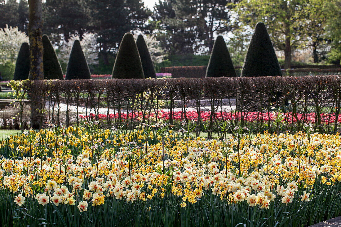 Daffodils yellow with red crown