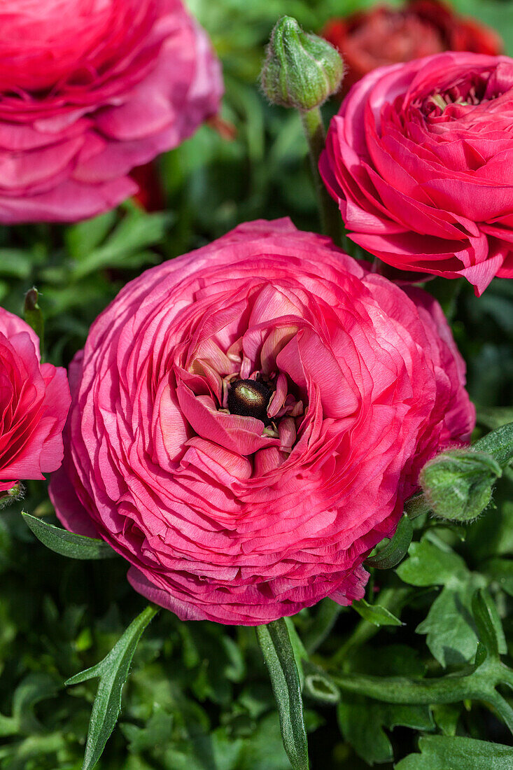 Ranunculus asiaticus, pink